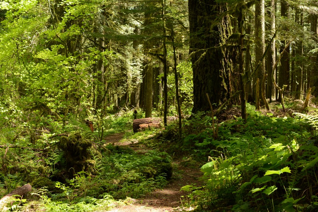 Federation Forest State Park_5.21.2017_Rachel Wendling.jpeg Federation Forest State Park_5.21.2017_Rachel Wendling.jpeg