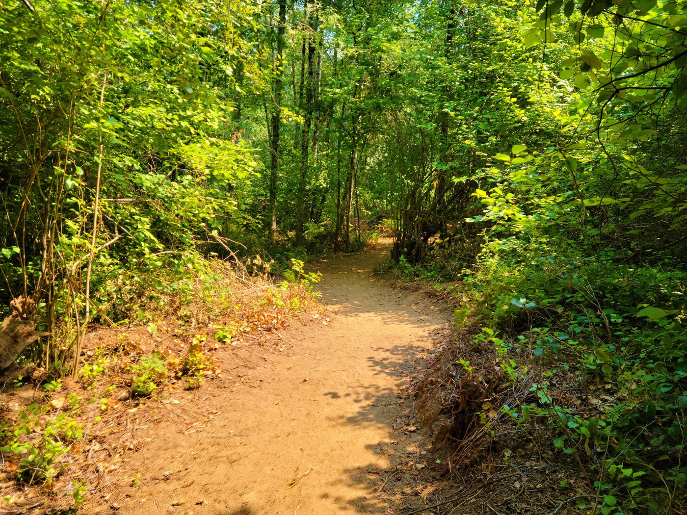 forested path with dirt trail