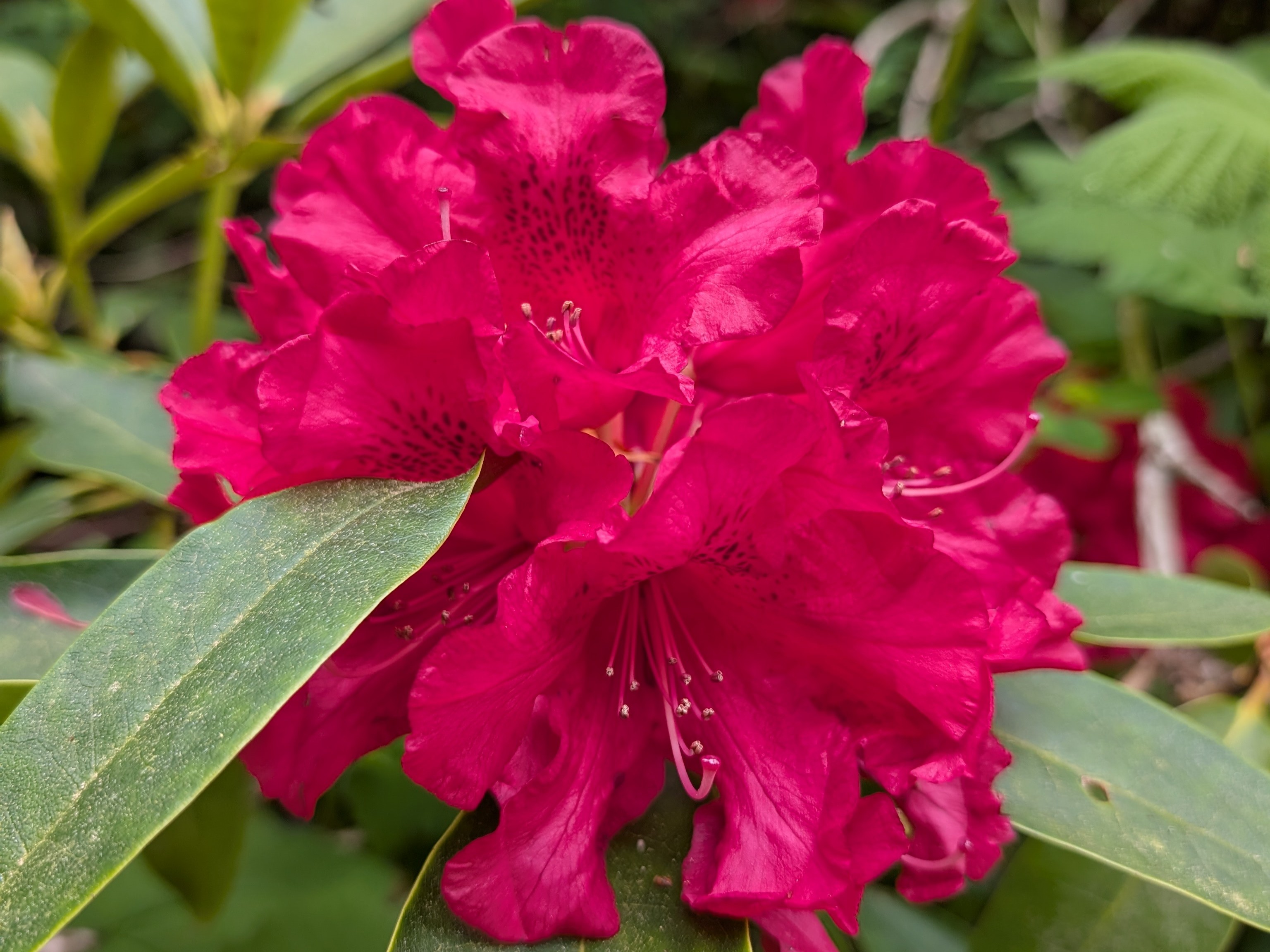 A cluster of Pacific rhododendron at Guillemot Cove. Photo by trip reporter iamsarahshu.