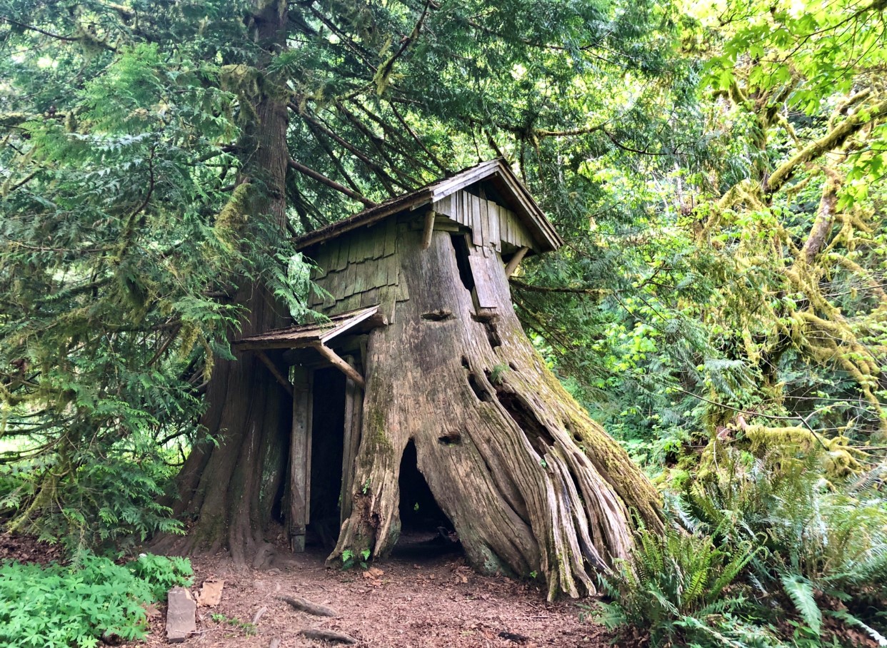 Stump House made of a large old hollow cedar stump with a door, awning and roof at Guillemot Cove. Photo by inlovewiththepnw.