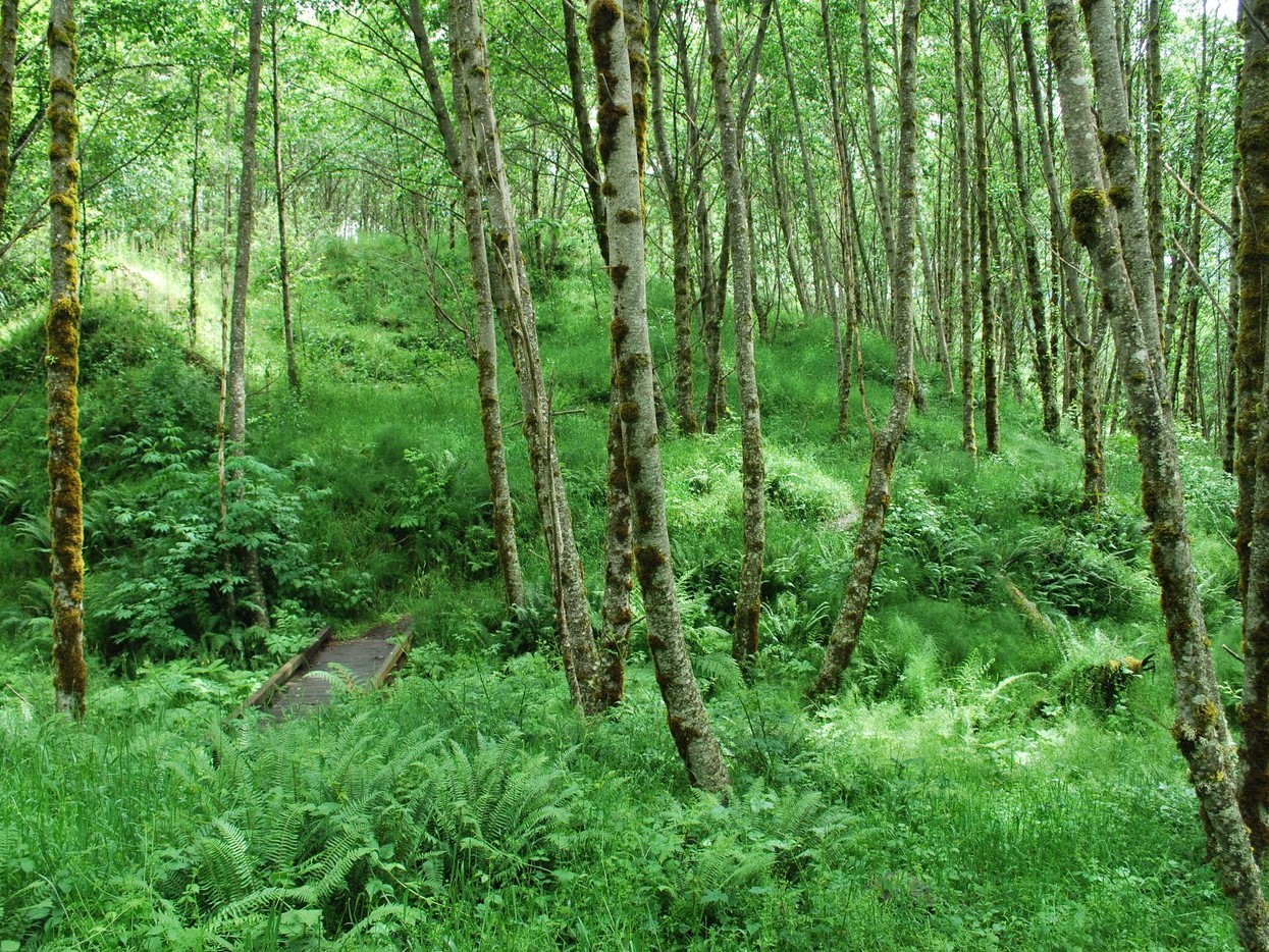 A thick grove of ferns and horsetails along the Hummocks Trail.