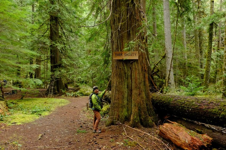 Hiker on Lower Big Quilcene Trail at Bark Shanty A hiker points to a sign that says "bark shanty" on a trail at the edge of a wide flat trail