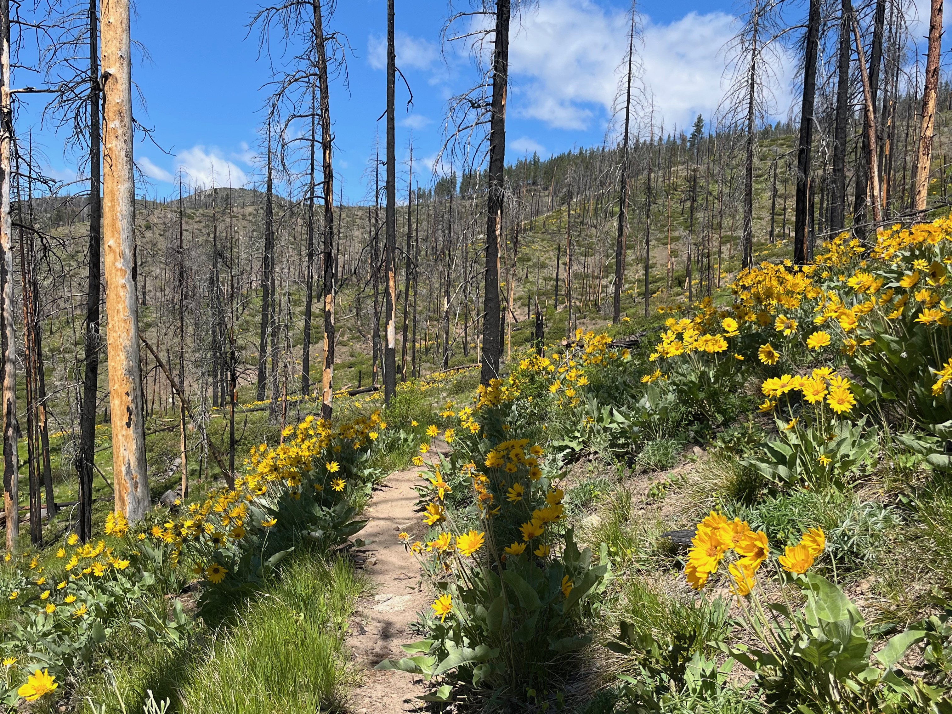 Fields of Balsamroot surrounds the Lower Mad River Valley trail. Photo by trip reporter AdrianneH.
