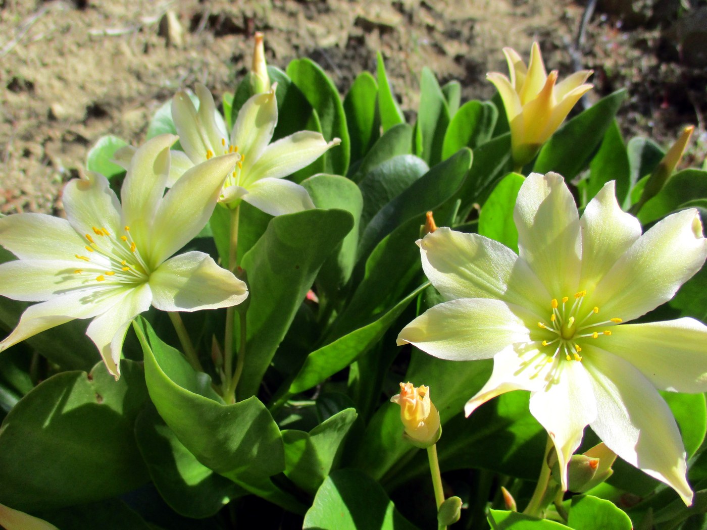 A close up of a small patch of flowers.