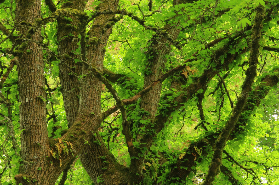 lush green trees in park