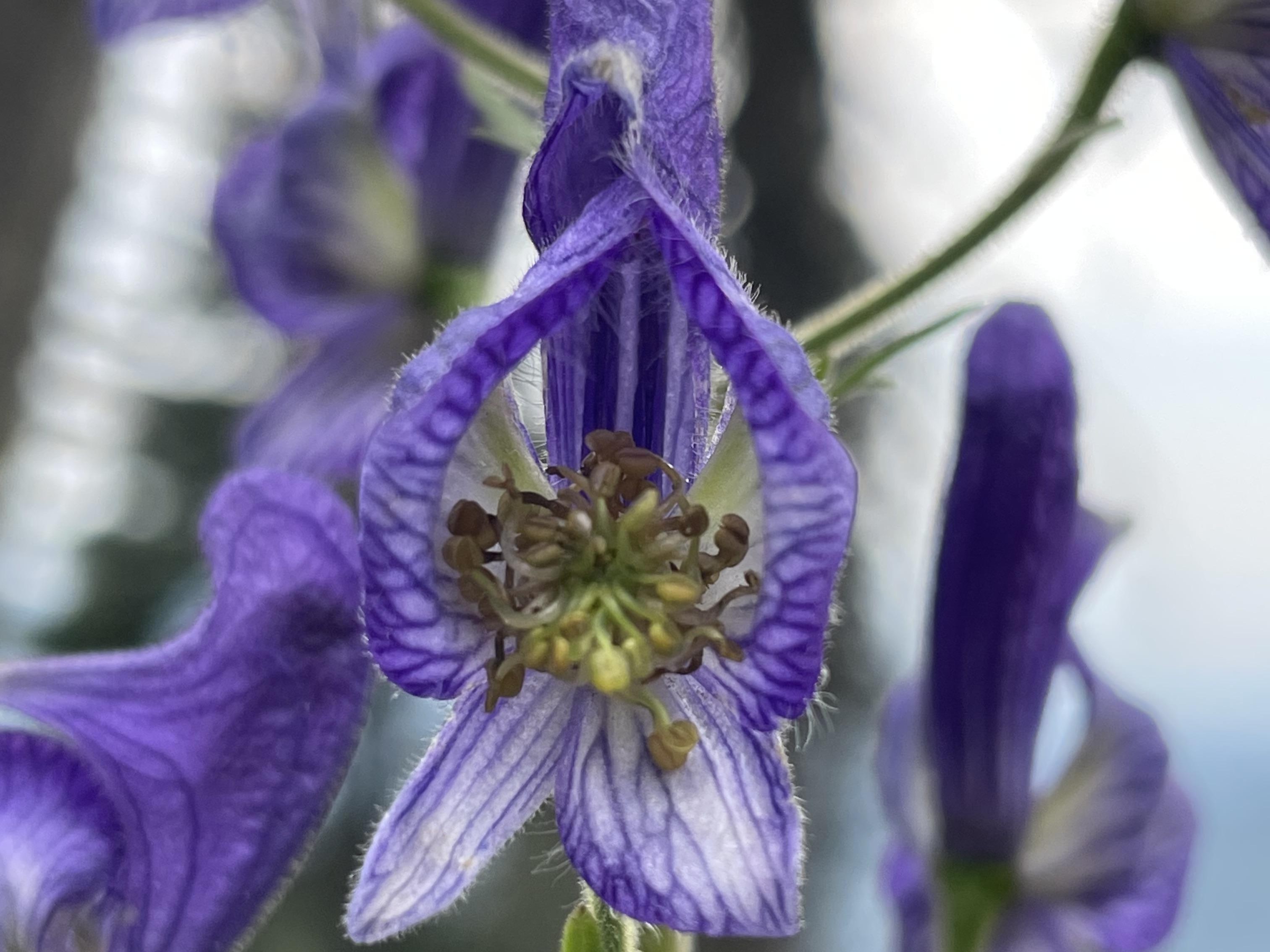 Close-up photo of a single monkshood flower. Photo by trip reporter TrailKat.