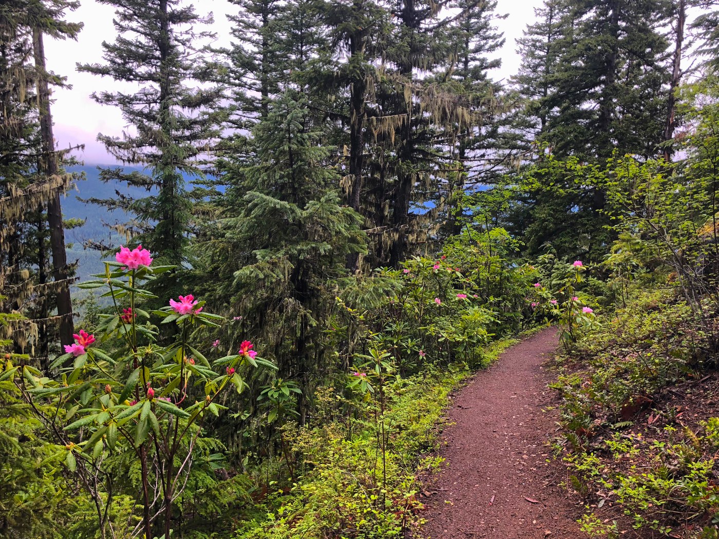 A few rhododendrons are blooming along either side of a dirt trail.