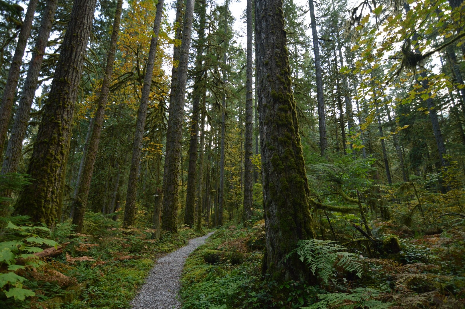 Old Sauk Trail. Photo by Jon Lee..jpeg