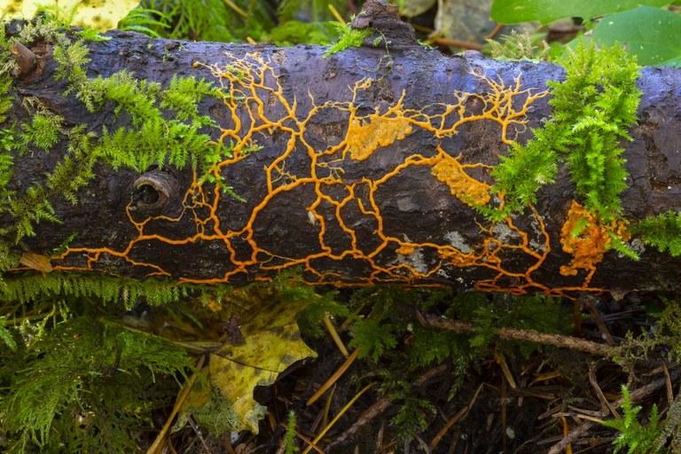 rainbow falls state park_ehiker.jpeg rainbow falls state park_ehiker.jpeg