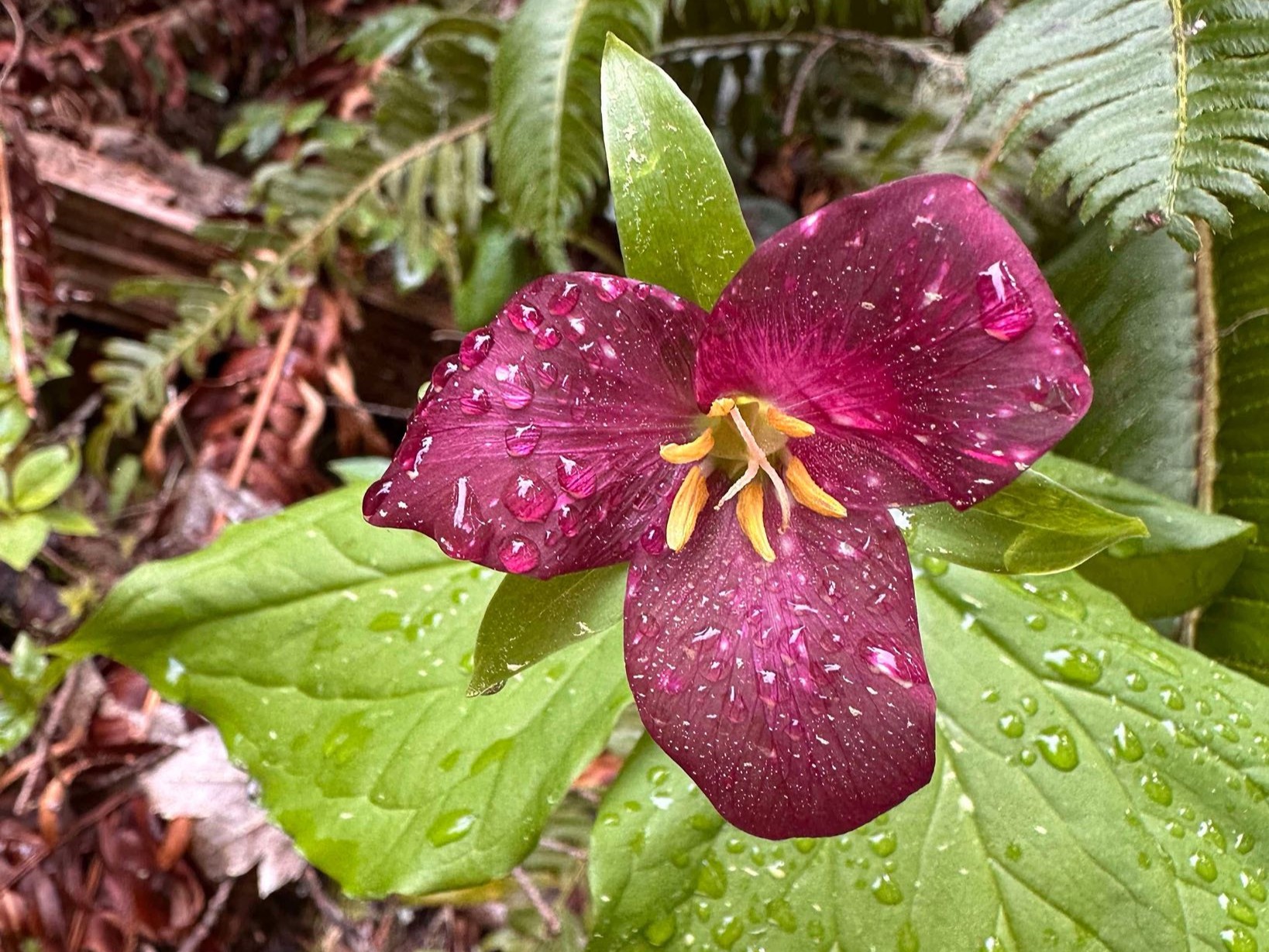 A purple trillium covered in rainwater along the Snoquera Falls Loop trail. Photo by trip reporter M.Anderson.