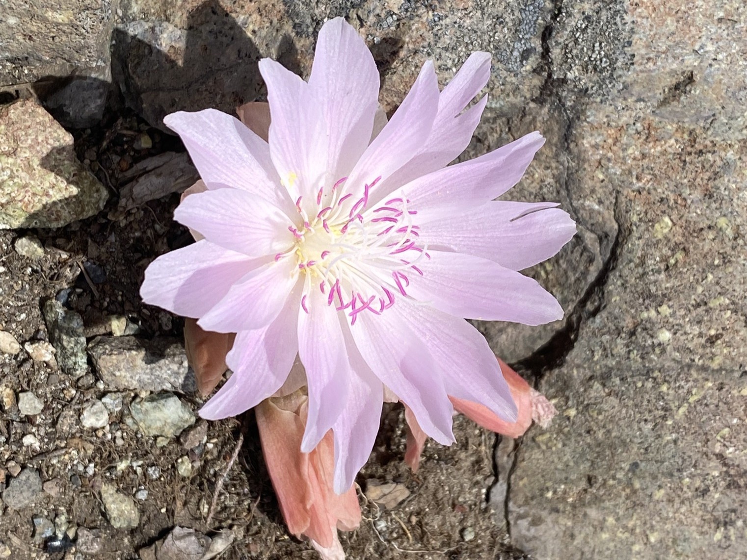 A bitterroot flower on the Spokane Gulch trail. Photo by trip reporter austineats.