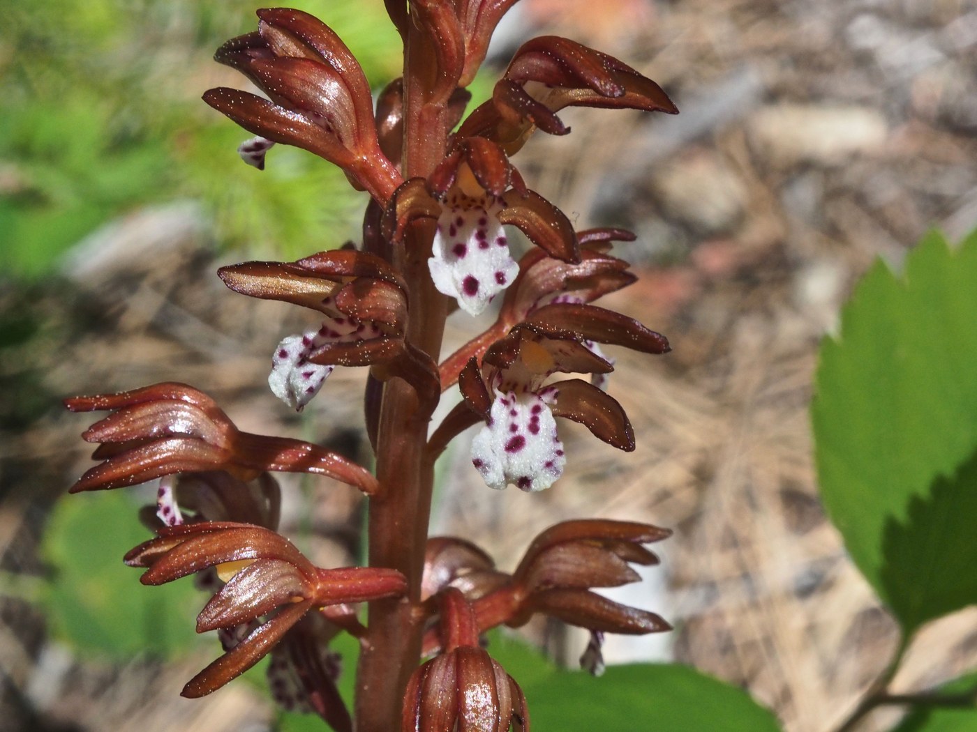 Spotted Coral Root at Brooks Memorial State Park. Photo by Bob and Barb..jpeg