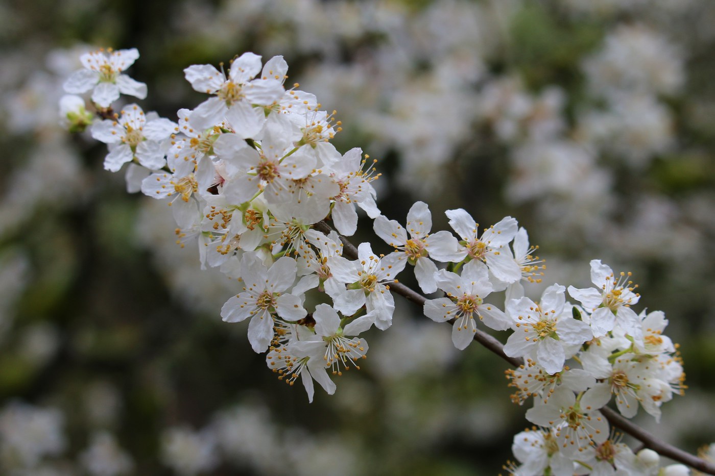 Spring blooms in Bellevue