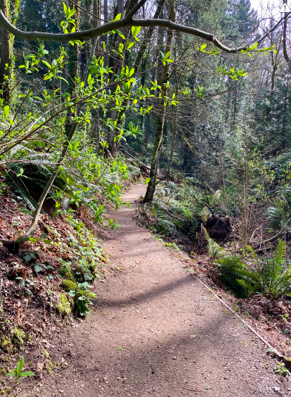 trail through forest with trees