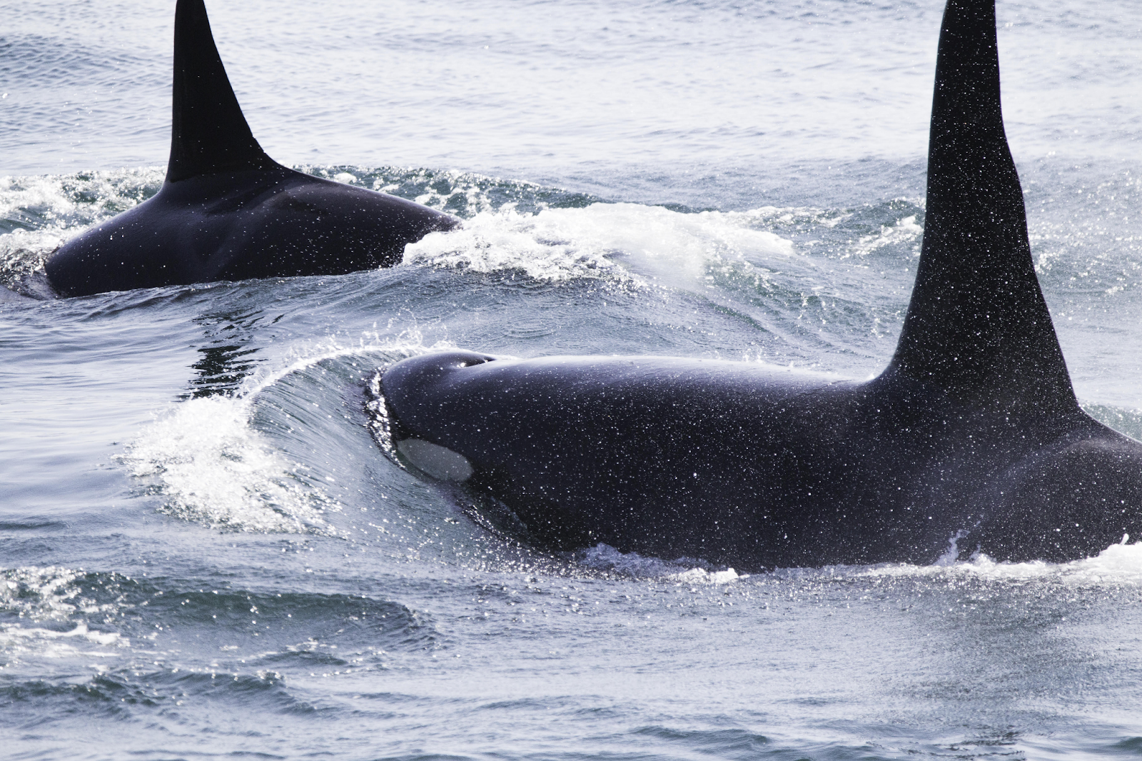 Two orcas swimming past. Can see one full dorsal fin of whale in front and second whale's eye patch peaks out abover the water. 