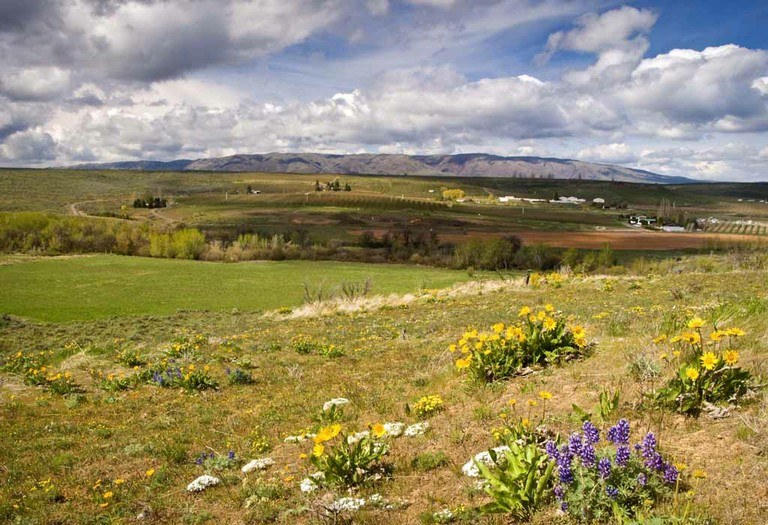 Wildflowers+&+Mt+Cleman,+Wildflower+Trail,+Snow+Mtn+Ranch+Photo+(c)+David+Hagen.jpg