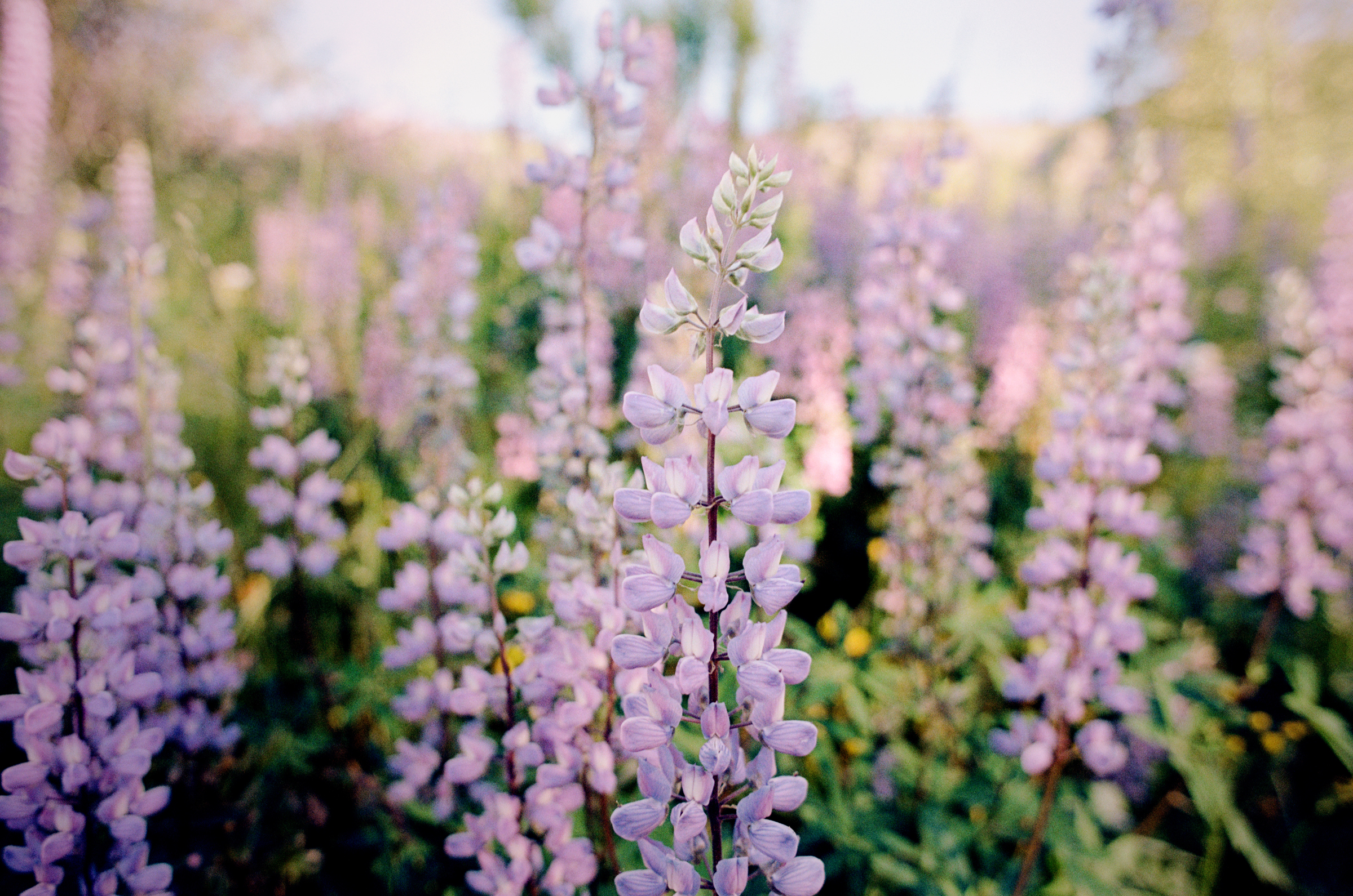 sea of lupine at mount st helens Danielle Nelson 