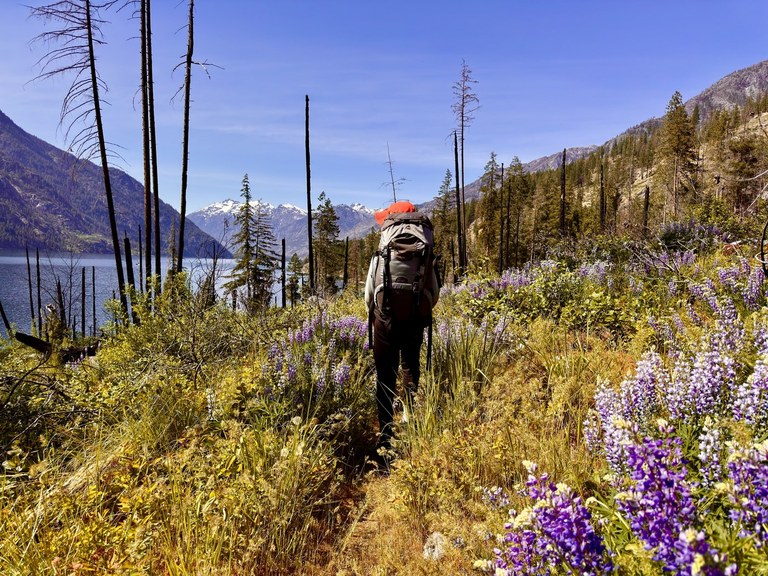 A hiker treks along a trail near lupine and a lake.