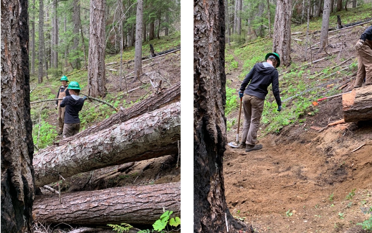 A side by side of two photos, one showing a trail blocked by three large downed trees, the other showing the same section of trail now clear of the trees with someone putting the finishing touches on it. 