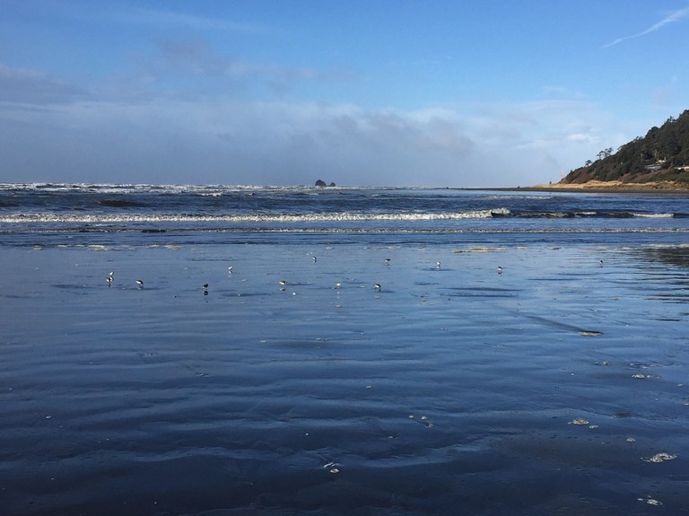 A gathering of birds on the beach at low tide. Griffiths-Priday State Park. Photo by naturegirlangie. A gathering of birds on the beach at low tide. Griffiths-Priday State Park. Photo by naturegirlangie.