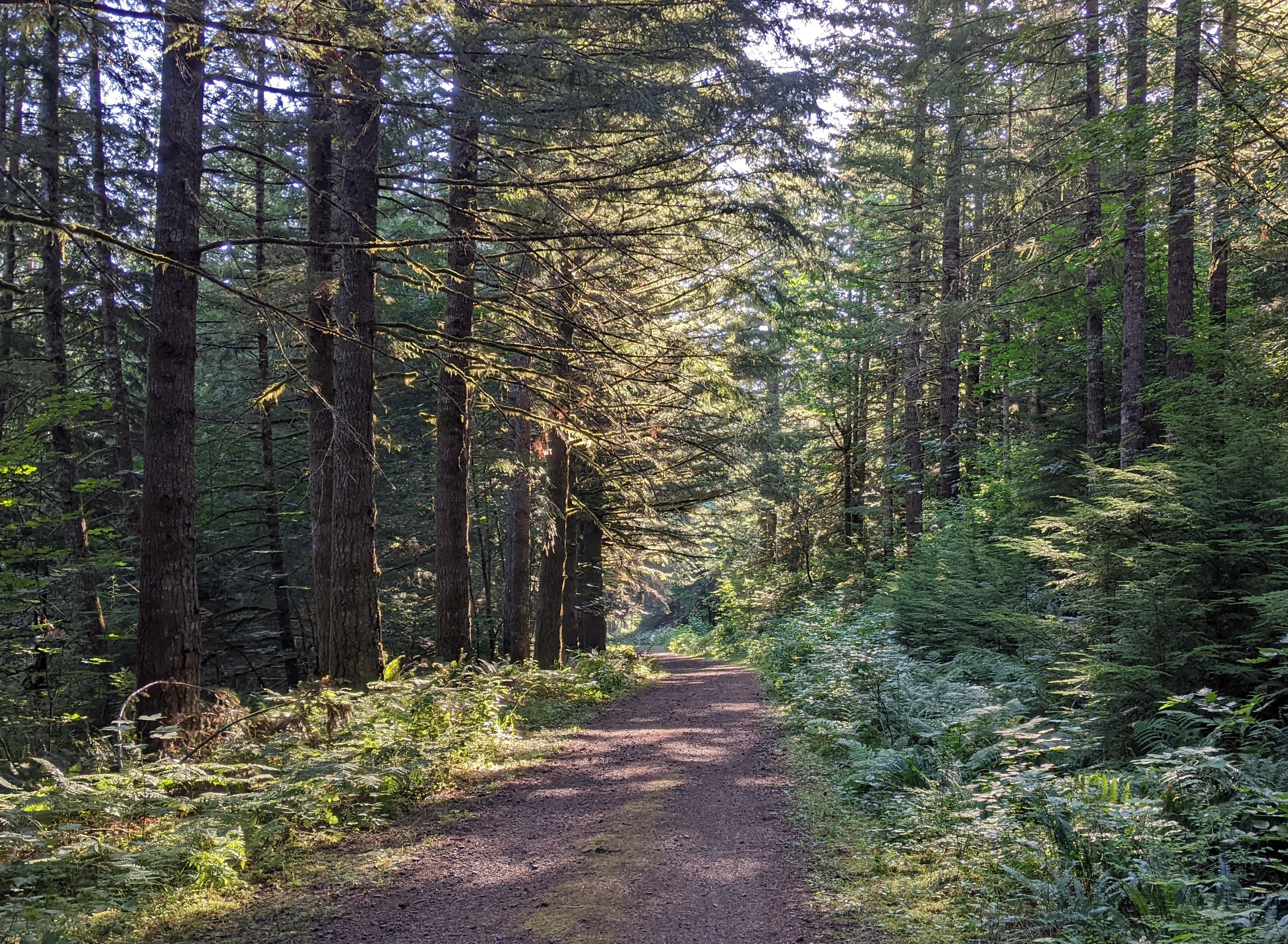 Appaloosa Trail. Photo by Windwave. Shade under the trees on a forest road walk in Yacolt Burn State Forest on the Appaloosa Trail. Photo by Windwave.