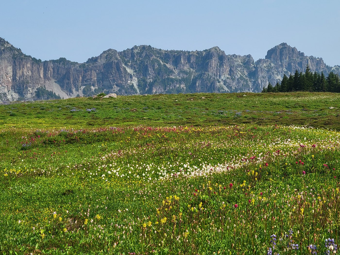 Alpine wildflowers with rugged peaks in distance