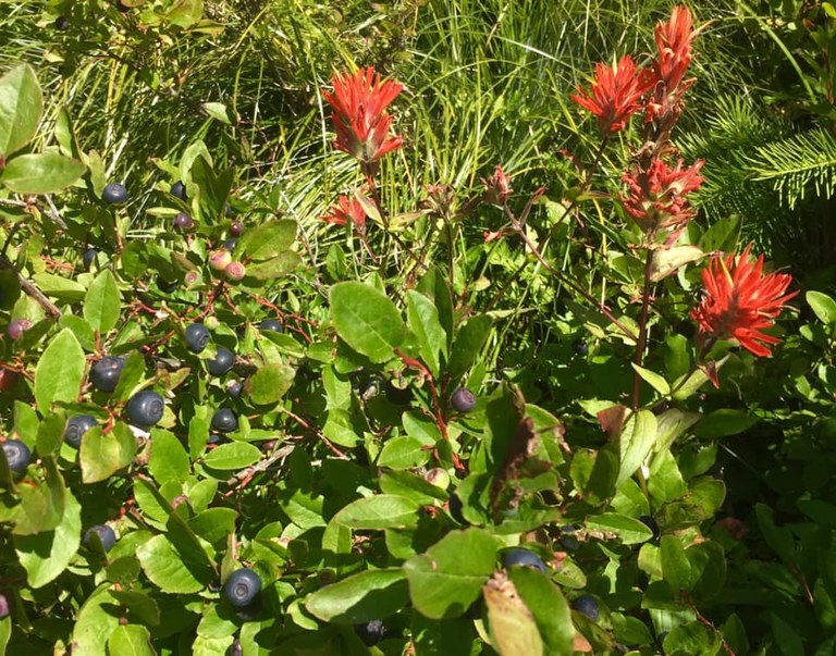 berries and wildflowers bellaj1018.jpeg