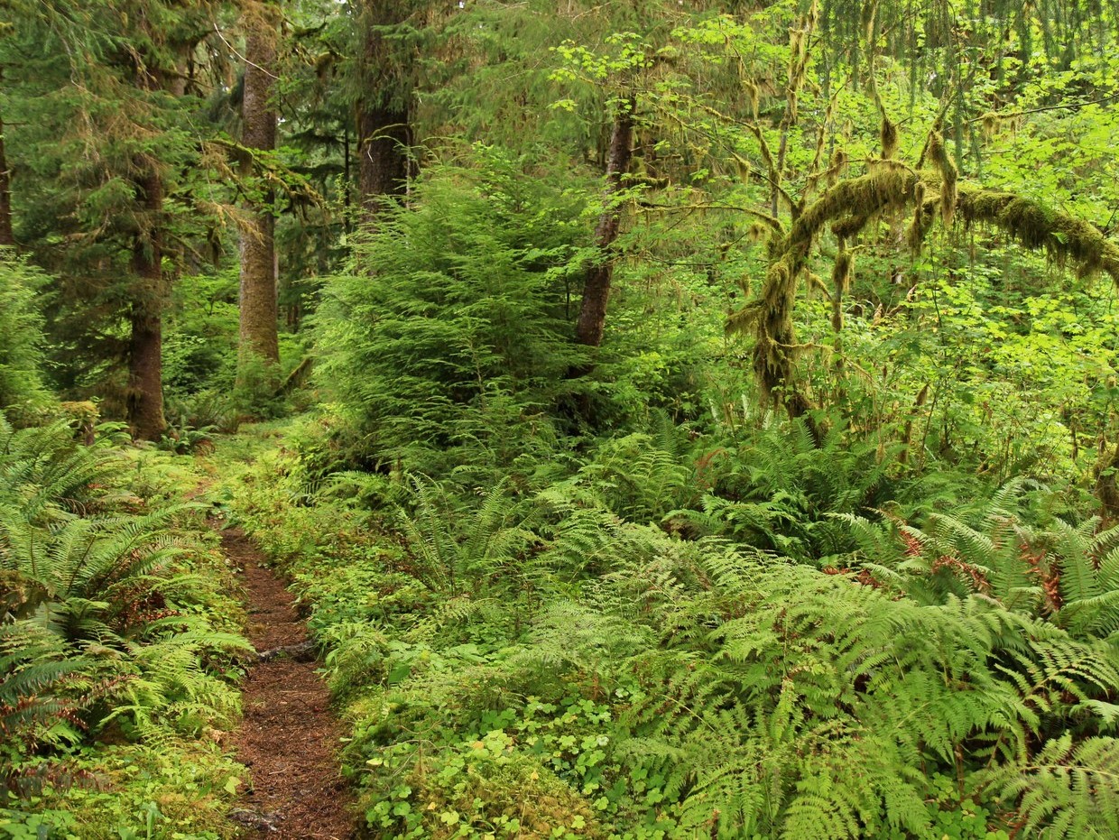 Bogachiel River. Photo by Birb.jpeg