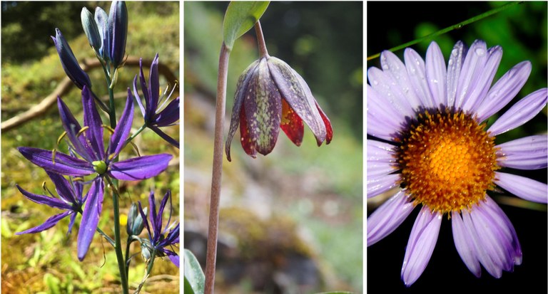 Camas, photo by Stanny Stuart. Chocolate Lily, photo by Nutmeg. Purple Aster, photo by Chuck Davis. Three photos placed side by side showing purple wildflowers.