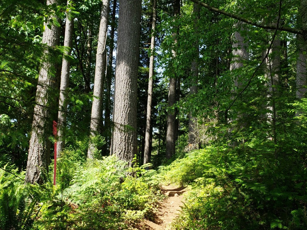 Capitol State Forest. Photo by Gootster..jpeg