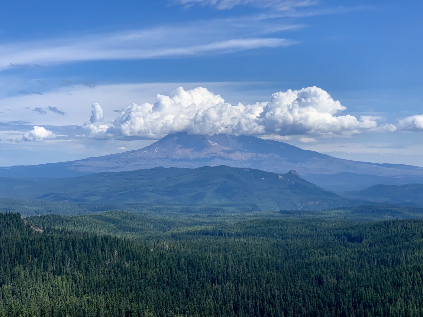 Mount St Helens in distance over forest