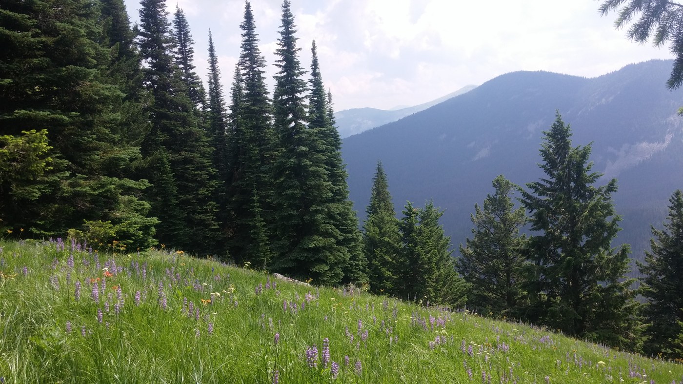 Wildflowers on grassy mountainside.
