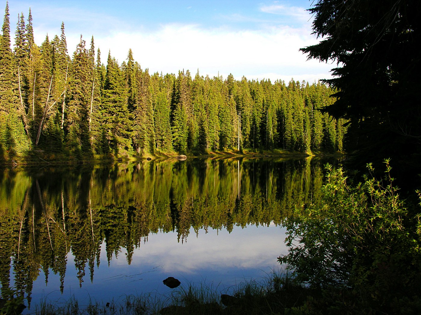 Lake with evergreen trees