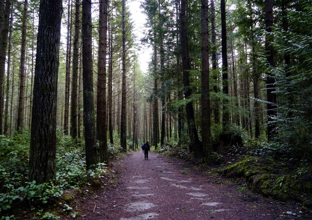 Forbidden Forest Trail. Photo by j. irwin. 