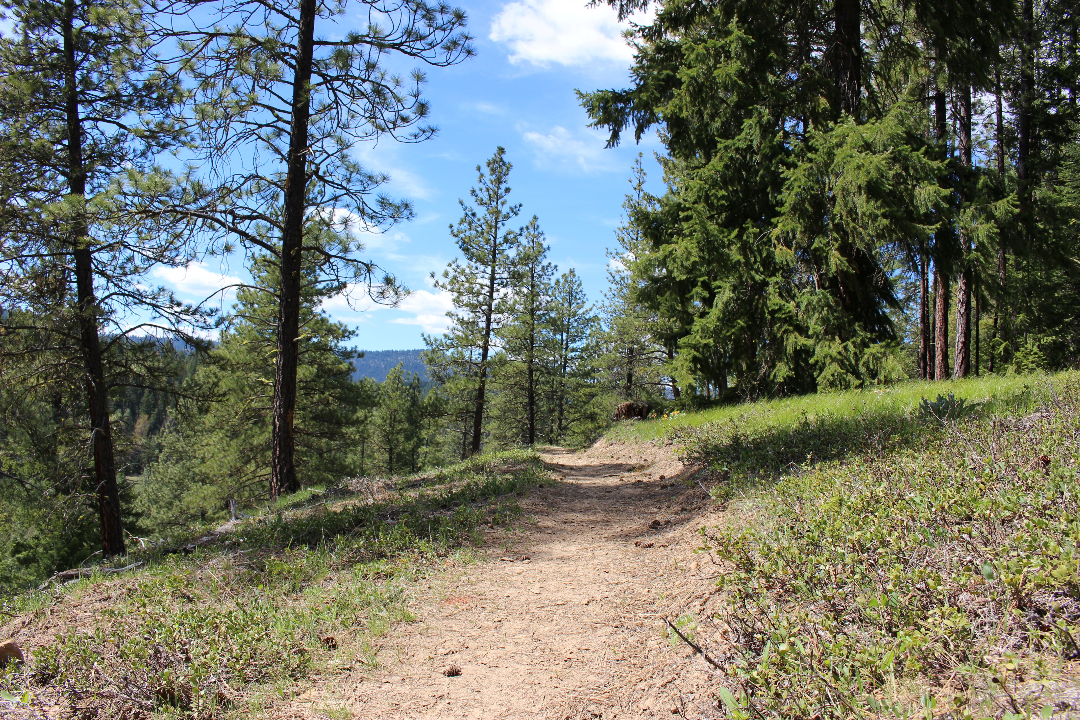 The Frog Pond trail on a sunny day. Photo by Chloe Ferrone.