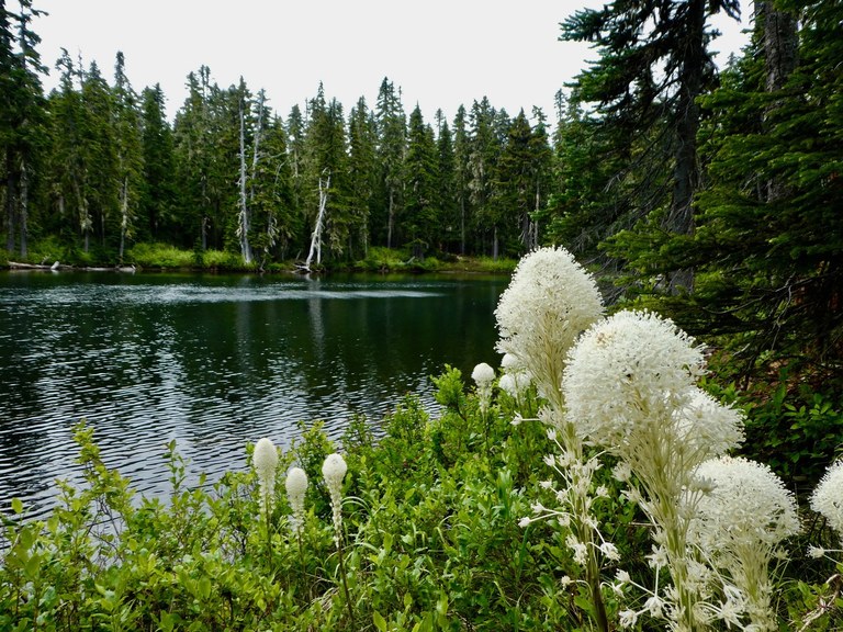A calm lake lined by pine trees with a blooming beargrass in the foreground.