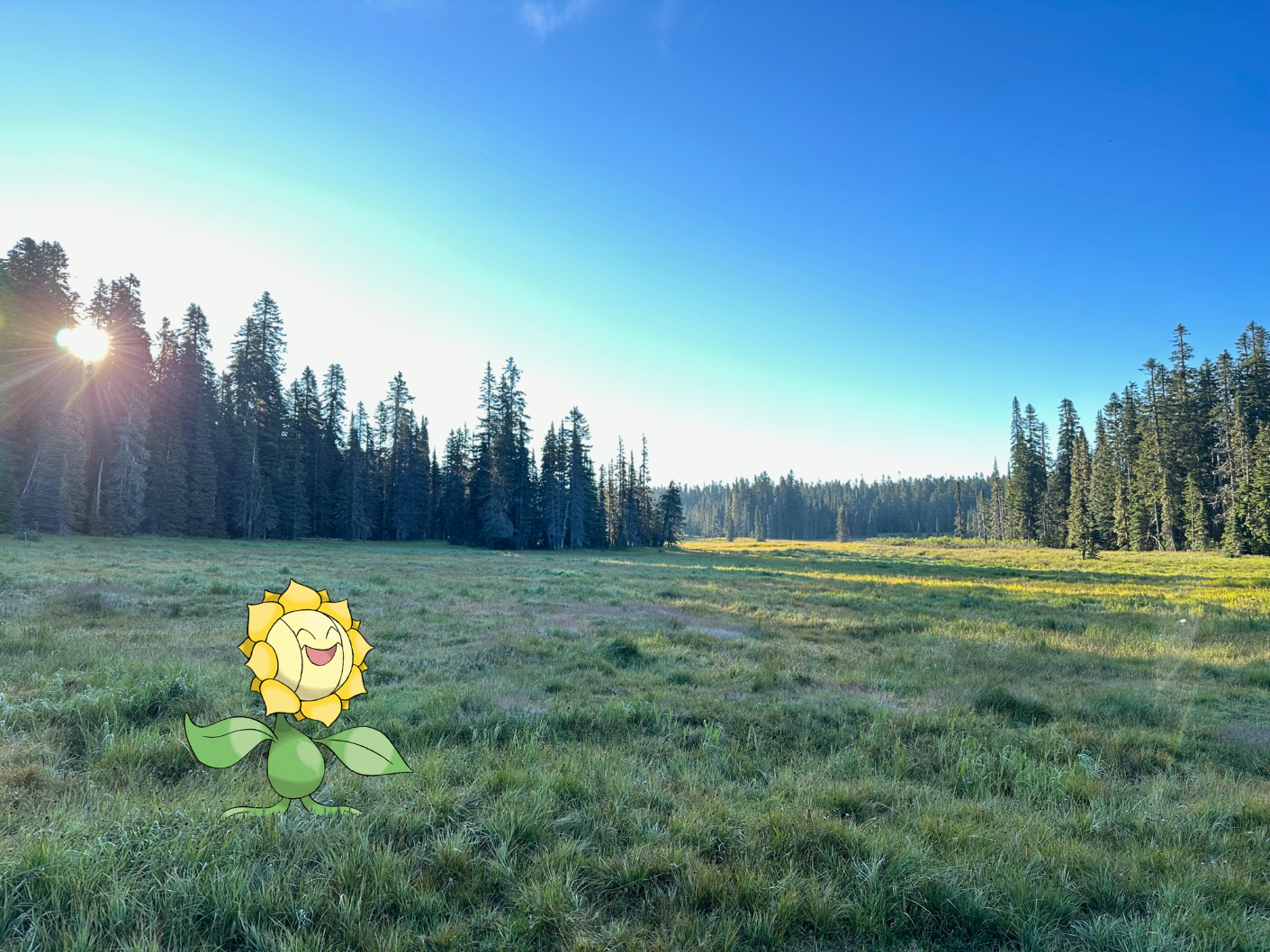 Sunflora standing in Government Meadows. Photo by Rhabbie. 