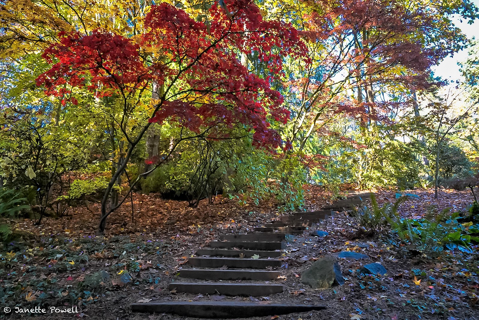 Washington Arboretum