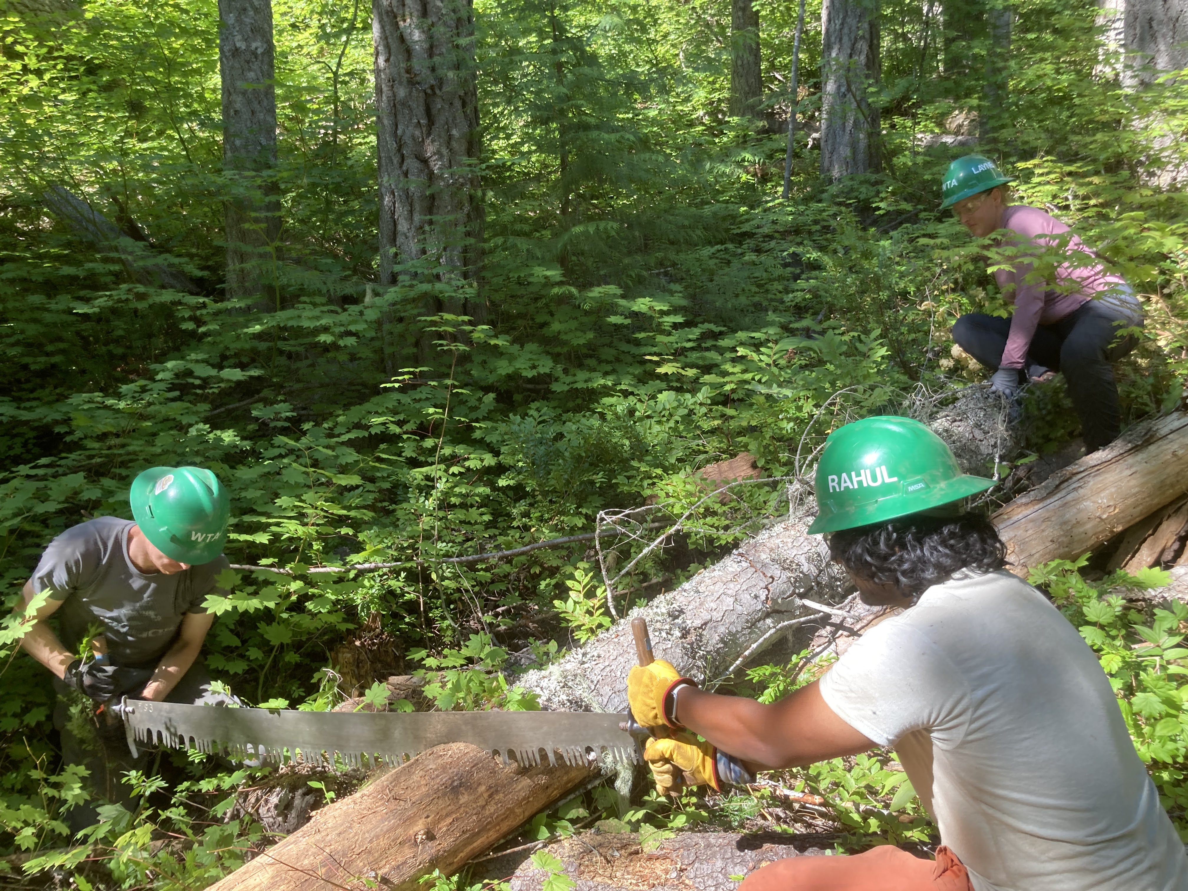 Two people cut a log using a 6 foot crosscut saw