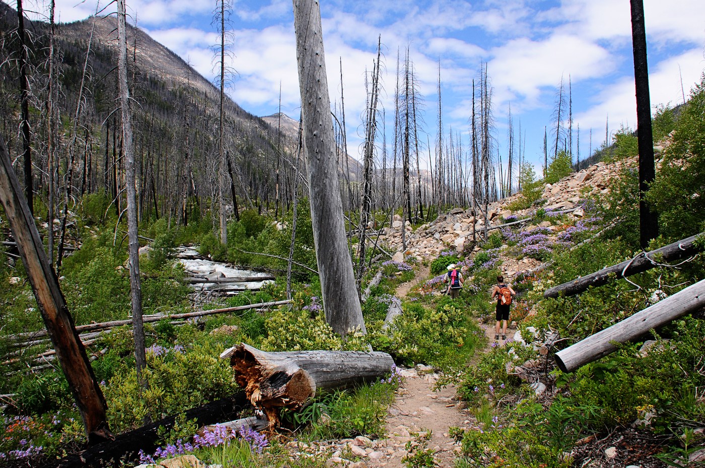 Burnt out trees loom above lush new growth and wildflowers.