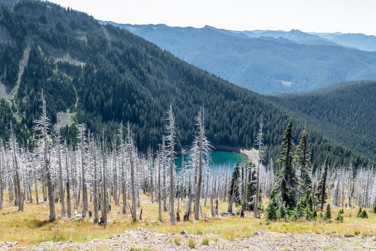 A small blue lake in the distance at the bottom of a slope full of burned trees.
