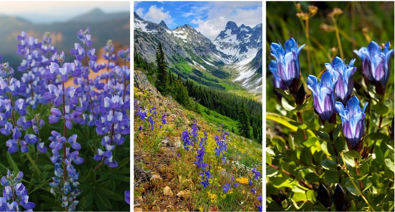 Lupine, photo by Mandy Johnson. Larkspur, photo by AlpsDayTripper. Gentian, photo by Delton Young. Three photos placed side by side showing blue flowers.