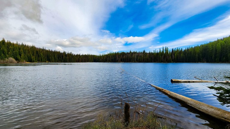 A lake extends out to a shoreline of evergreen trees. Photo by Kellbell.
