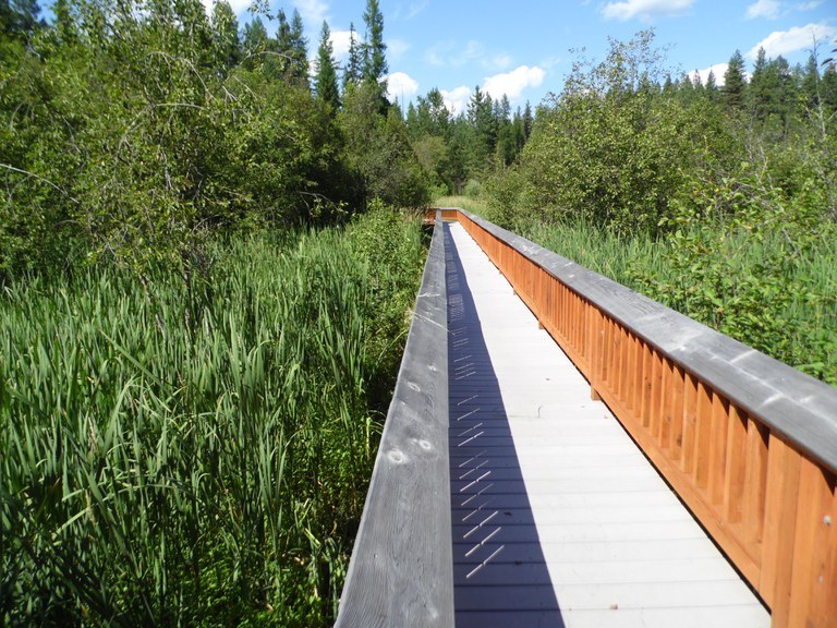 A boardwalk through a marshy area.
