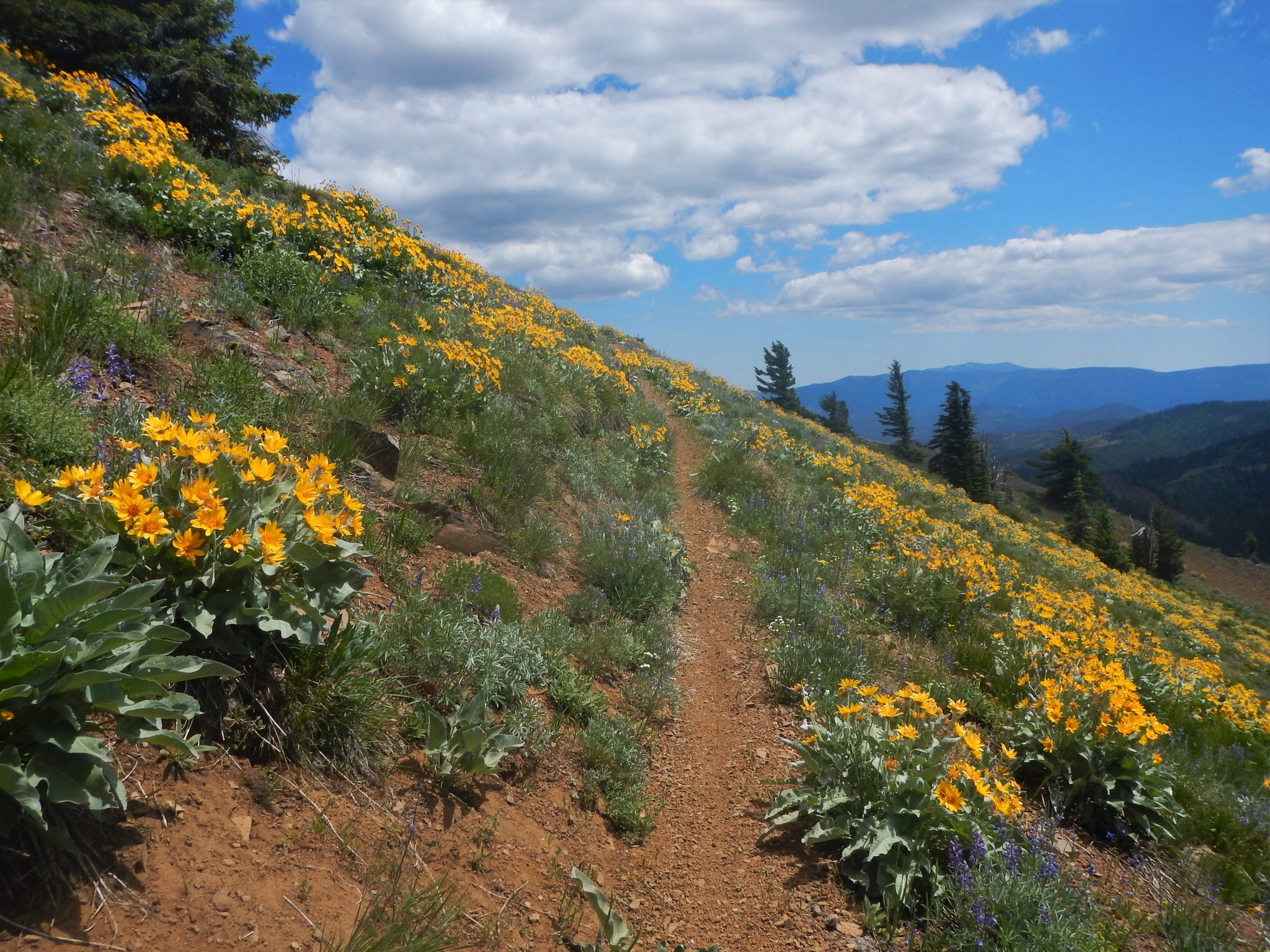 Miller Peak by Anna Roth.jpeg