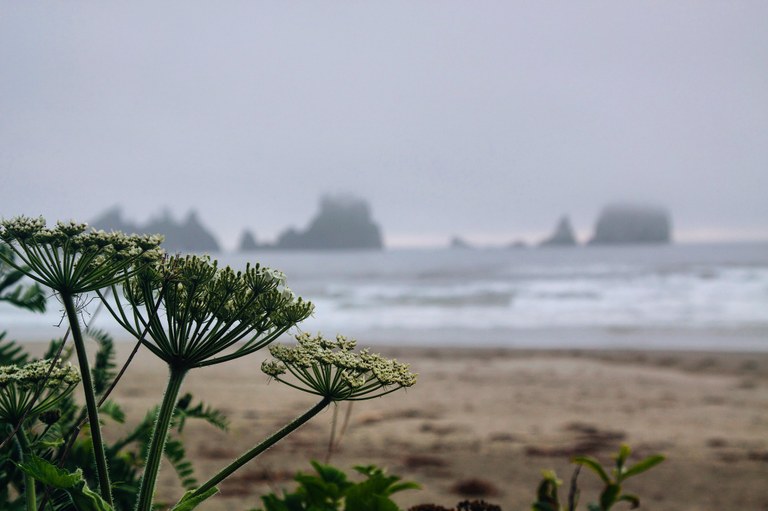 Cow Parsnip on in the foreground of a picture of the beach at Olympic National park. Photo by Katie Hager Cow Parsnip on in the foreground of a picture of the beach at Olympic National park. Photo by Katie Hager