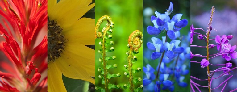 Paintbrush, photo by Stacy Davis. Balsamroot, photo by Leigh Hancock. Fiddleheads, photo by Archana Bhat. Lupine, photo by Marissa Singleton. Fireweed, photo by Aaron Wells. Several photos of wildflowers lined up next to each other to make a rainbow.