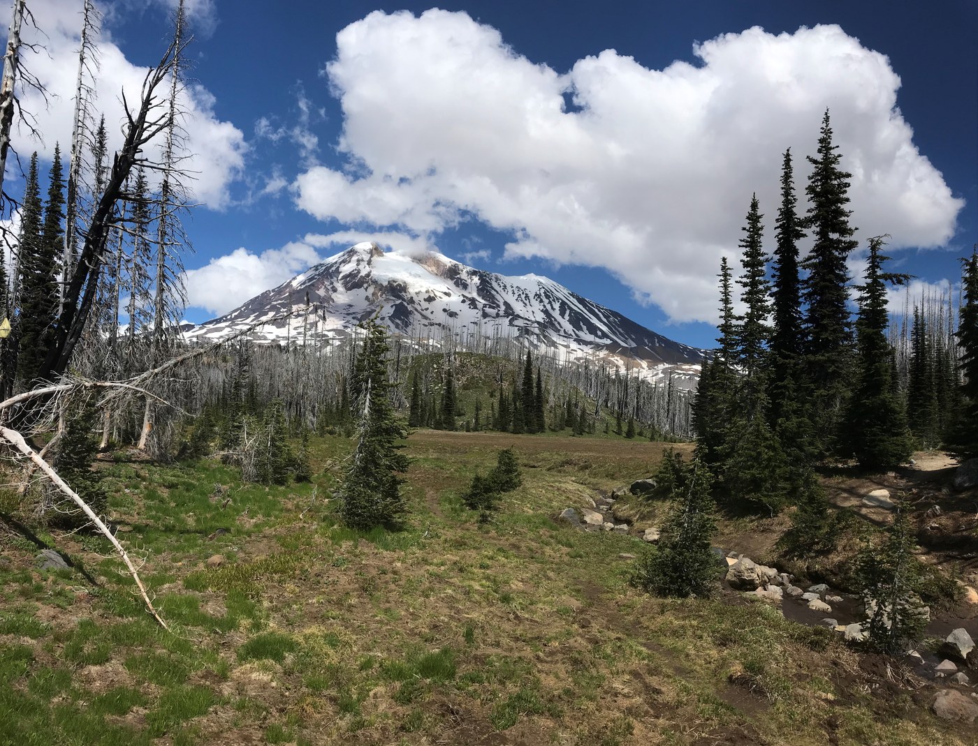 A view of Mount Adams looping over the open meadows of Riley Camp.