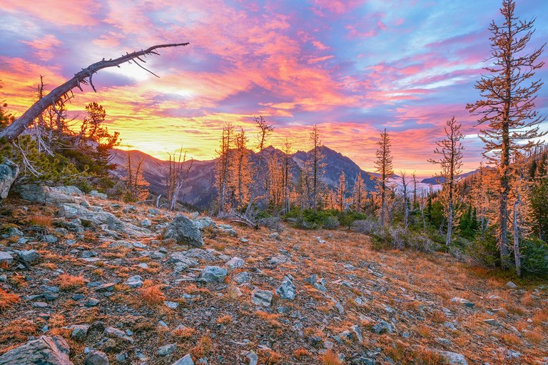 larches in the foreground with a sunset in the background. Photo by KRad. 