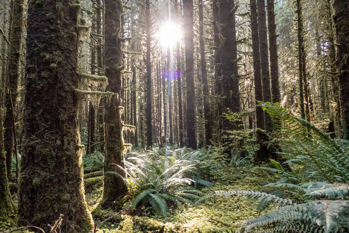 The sun shines through the trees in a very green verdant forest on the South Fork Hoh River - Big Flat trail. Photo by ejain.